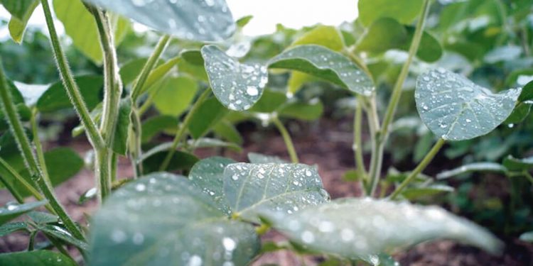 Florida: aunque los rendimientos serán buenos, exceso de agua provoca daños en soja