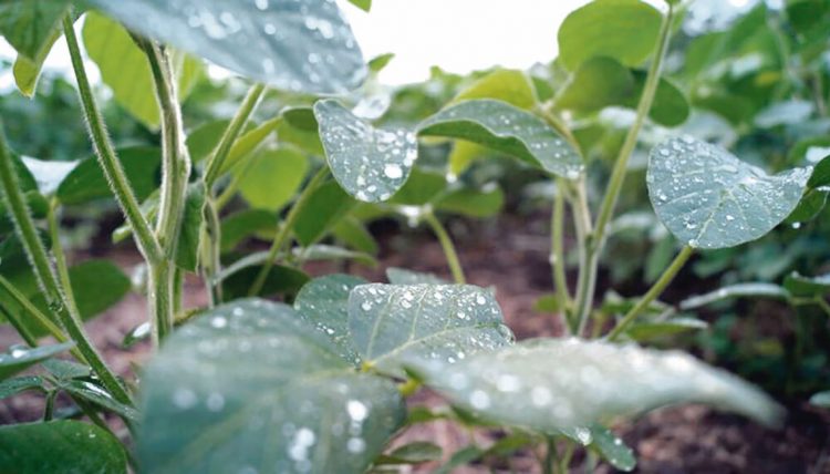 Florida: aunque los rendimientos serán buenos, exceso de agua provoca daños en soja