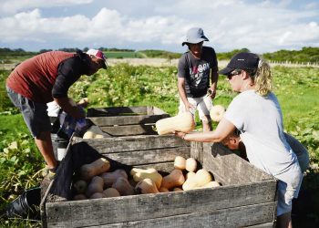 Granja nacional, ¿un sector en crisis?