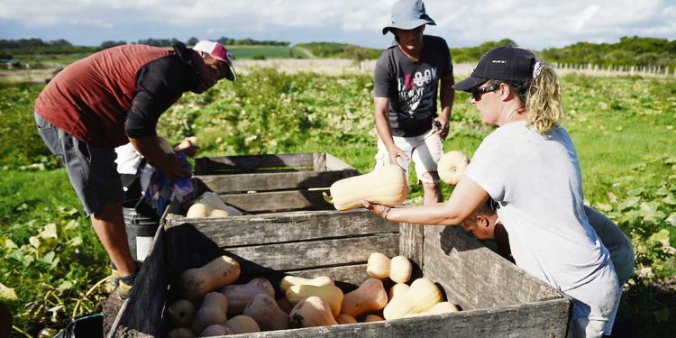 Granja nacional, ¿un sector en crisis?