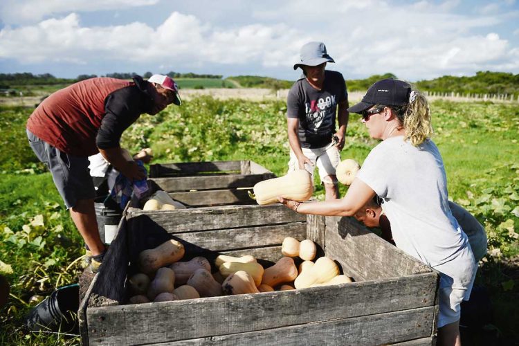 Granja nacional, ¿un sector en crisis?