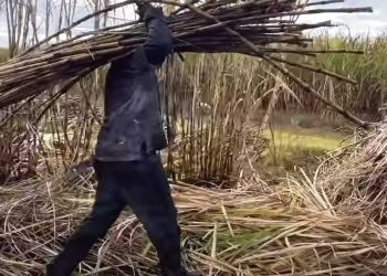 Bella Unión “no existiría si no fuera por la caña de azúcar”