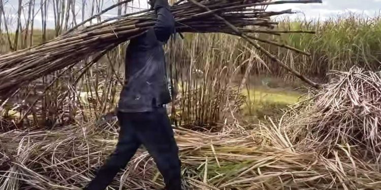 Bella Unión “no existiría si no fuera por la caña de azúcar”