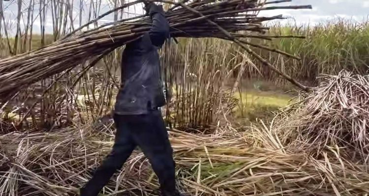 Bella Unión “no existiría si no fuera por la caña de azúcar”