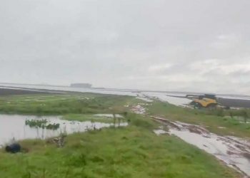 Las lluvias retrasan cosecha de arroz, se estiman pérdidas de US$ 15 millones