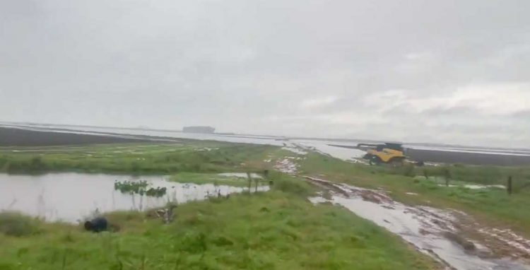 Las lluvias retrasan cosecha de arroz, se estiman pérdidas de US$ 15 millones