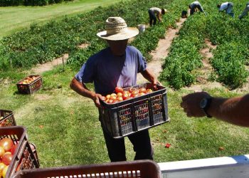 Granjeros denuncian que Colonización le ha dado la espalda al sector