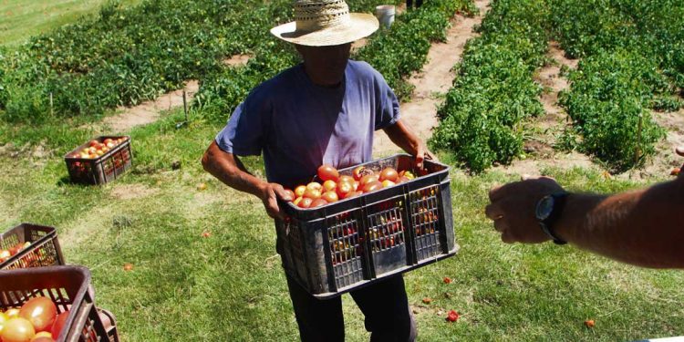 Granjeros denuncian que Colonización le ha dado la espalda al sector