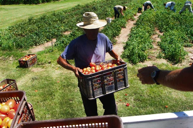 Granjeros denuncian que Colonización le ha dado la espalda al sector