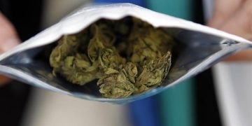 Crecen consultas psiquiátricas por aumento en la concentración de THC en la marihuana