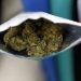 Crecen consultas psiquiátricas por aumento en la concentración de THC en la marihuana
