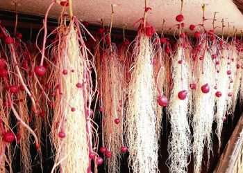 INIA presentó tres nuevas variedades de papas en San José