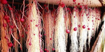 INIA presentó tres nuevas variedades de papas en San José