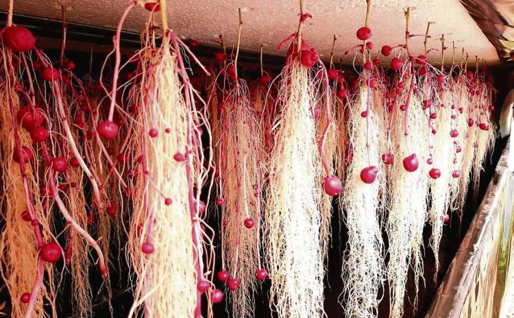 INIA presentó tres nuevas variedades de papas en San José