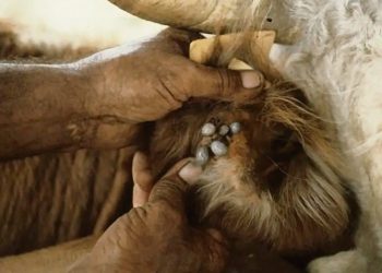 Garrapata: piden declarar emergencia agropecuaria contra el “ladrón silencioso”