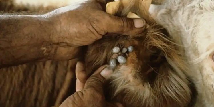 Garrapata: piden declarar emergencia agropecuaria contra el “ladrón silencioso”