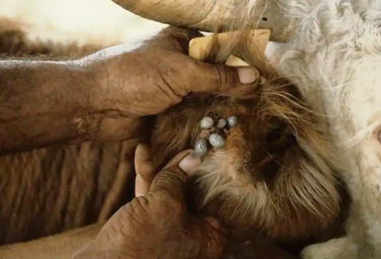 Garrapata: piden declarar emergencia agropecuaria contra el “ladrón silencioso”