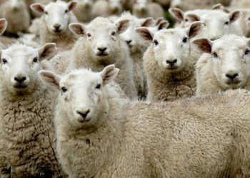 Con precio estable pero bajo, la lana se mantiene a US$ 7,53