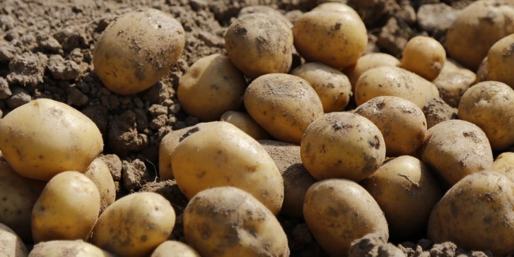 Las precipitaciones también golpean al sector de la granja