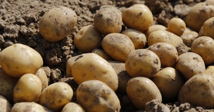 Las precipitaciones también golpean al sector de la granja