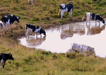 La leche en polvo subió a US$ 3.350