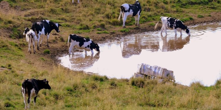 La leche en polvo subió a US$ 3.350