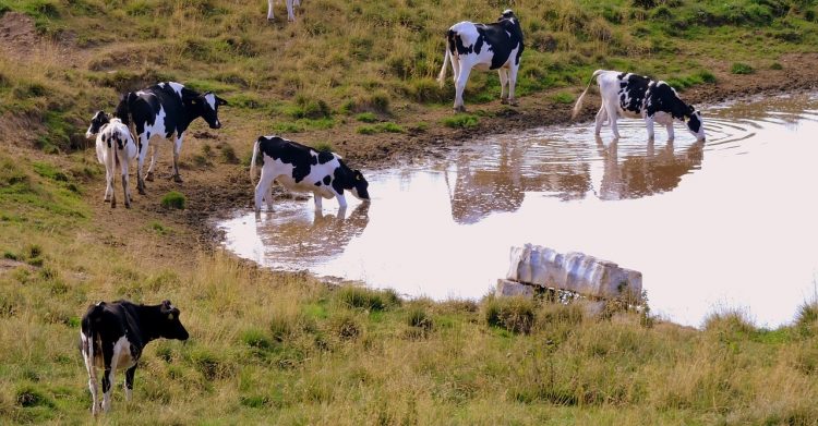 La leche en polvo subió a US$ 3.350