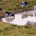 La leche en polvo subió a US$ 3.350