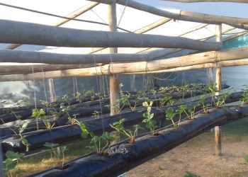 La producción orgánica también sufre y se repone de los desafíos climáticos