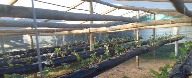 La producción orgánica también sufre y se repone de los desafíos climáticos