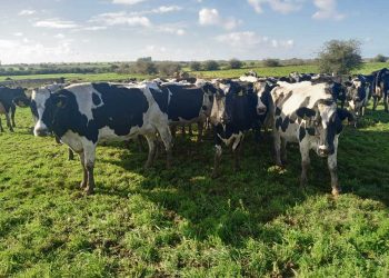 Conaprole anticipó una reliquidación de US$ 5 millones entre sus productores