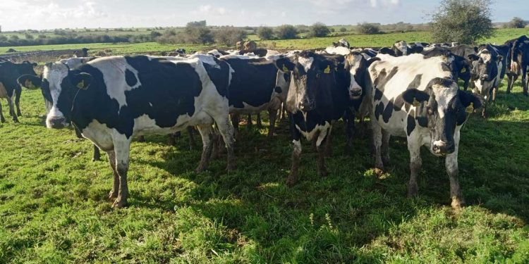 Conaprole anticipó una reliquidación de US$ 5 millones entre sus productores