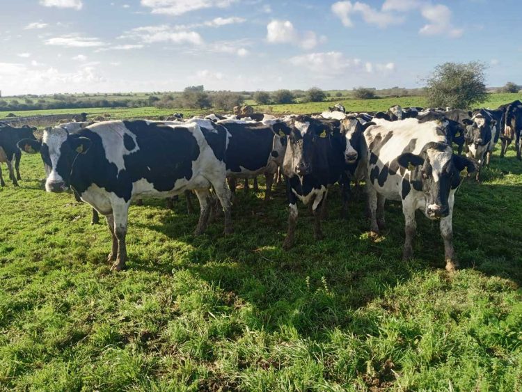 Conaprole anticipó una reliquidación de US$ 5 millones entre sus productores