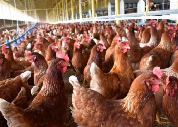 Preocupa que caída del precio de venta del pollo en planta industrial no llegue al consumidor final