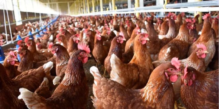 Preocupa que caída del precio de venta del pollo en planta industrial no llegue al consumidor final