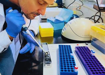 Científicos argentinos lograron secuenciar el genoma de la chicharrita del maíz