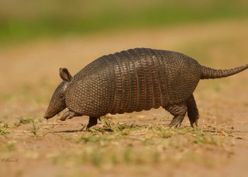 Vialidad nacional aplicará medidas para el cuidado y la conservación de la fauna autóctona