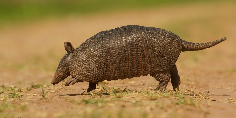 Vialidad nacional aplicará medidas para el cuidado y la conservación de la fauna autóctona