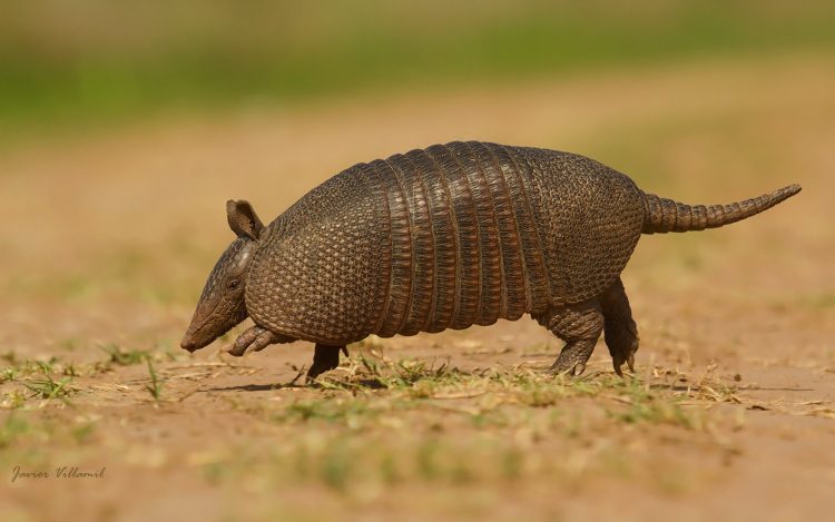 Vialidad nacional aplicará medidas para el cuidado y la conservación de la fauna autóctona