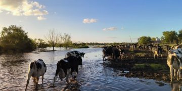 Los tamberos apuestan a frenar la caída de su producción en un escenario de incremento de costos