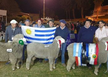 Los corriedales uruguayos se lucieron en el congreso mundial realizado en Perú