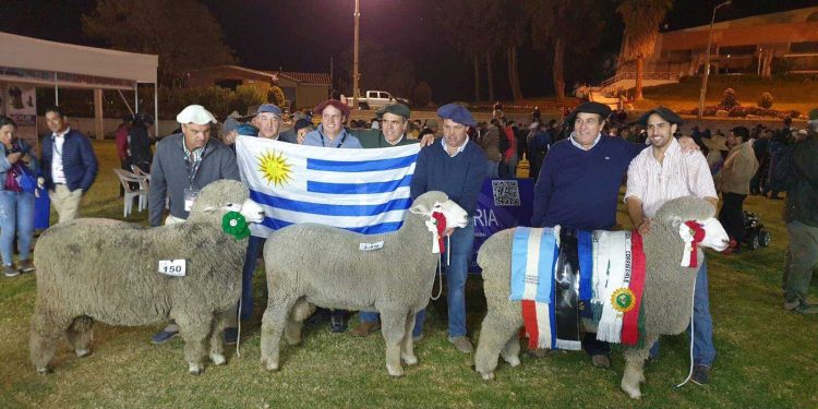 Los corriedales uruguayos se lucieron en el congreso mundial realizado en Perú