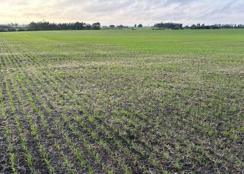 Productores esperan por buen clima para avanzar en los cultivos de invierno