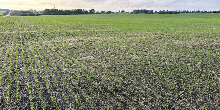 Productores esperan por buen clima para avanzar en los cultivos de invierno