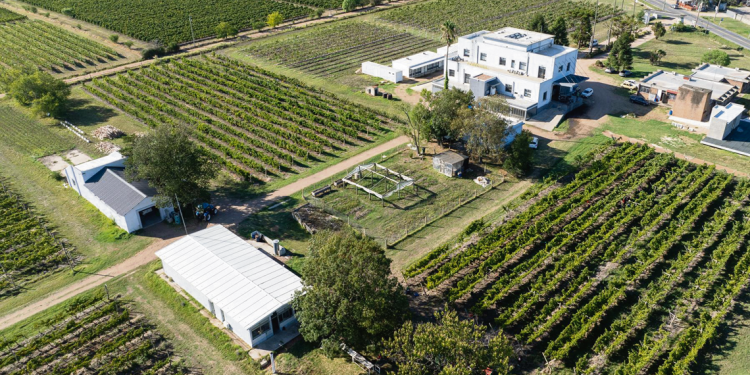 En el peor año agrícola del país, las escuelas agrarias de UTU lograron recaudar más de US$ 1 millón