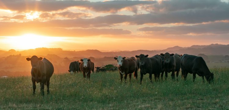 Comienza un nuevo período de vacunación contra la aftosa