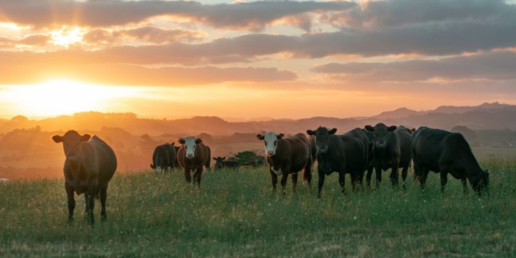 Comienza un nuevo período de vacunación contra la aftosa