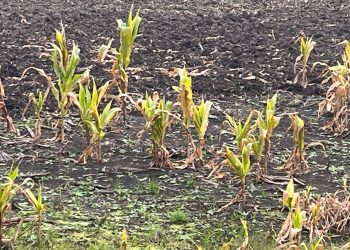 Técnicos de INIA aconsejan controlar el maíz guacho como forma de combatir la chicharrita