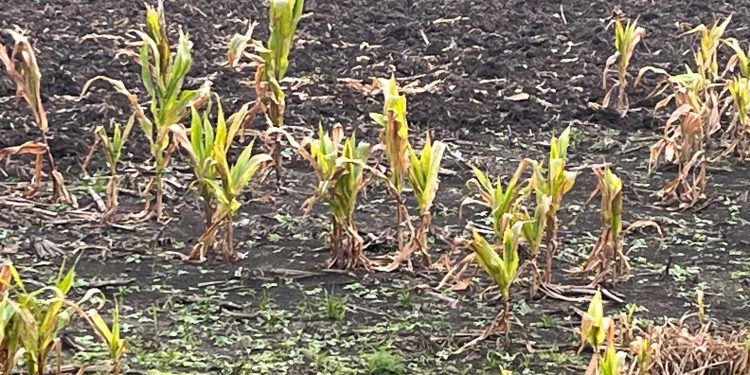 Técnicos de INIA aconsejan controlar el maíz guacho como forma de combatir la chicharrita
