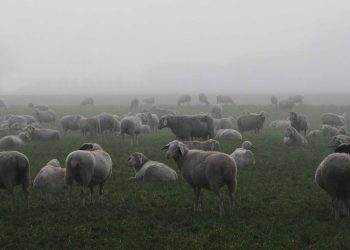 Semana positiva para el mercado lanero